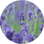 Levandule lékařská