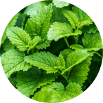 Meduňka lékařská