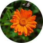 Měsíček lékařský